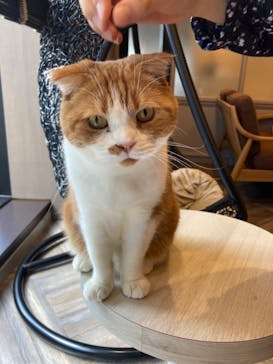 猫カフェモカ　渋谷公園通り店に投稿された画像（2022/6/4）