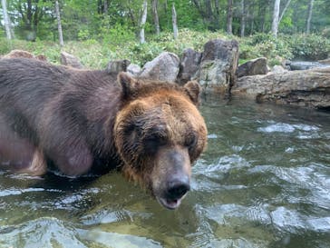 サホロリゾート　ベア･マウンテンに投稿された画像（2022/6/4）