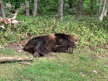 サホロリゾート　ベア･マウンテンに投稿された画像（2022/6/4）