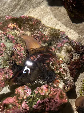 すみだ水族館に投稿された画像（2022/6/4）