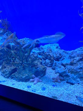 サンシャイン水族館に投稿された画像（2022/6/4）