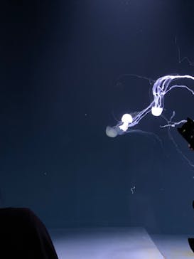 サンシャイン水族館に投稿された画像（2022/6/4）