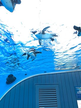 サンシャイン水族館に投稿された画像（2022/6/4）