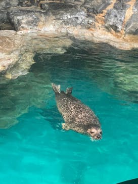 アクアワールド茨城県大洗水族館に投稿された画像（2022/6/4）