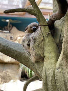 那須どうぶつ王国に投稿された画像（2022/6/4）