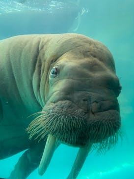 大分マリーンパレス水族館 「うみたまご」に投稿された画像（2022/6/4）