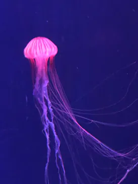 すみだ水族館に投稿された画像（2022/6/4）