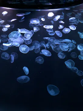 すみだ水族館に投稿された画像（2022/6/4）