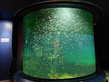 滋賀県立琵琶湖博物館に投稿された画像（2022/6/4）