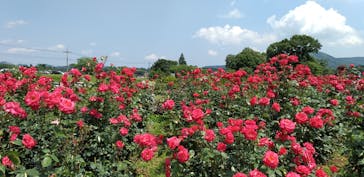 いばらきフラワーパークに投稿された画像（2022/6/4）