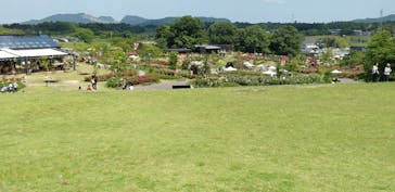 いばらきフラワーパークに投稿された画像（2022/6/4）