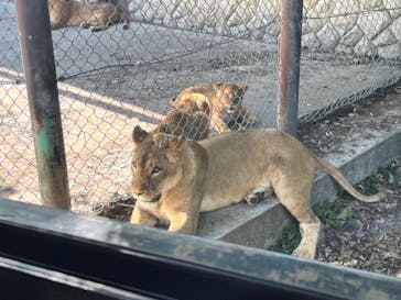 群馬サファリパークに投稿された画像（2022/6/5）