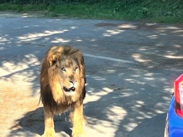 群馬サファリパークに投稿された画像（2022/6/5）