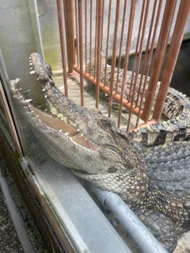 熱川バナナワニ園に投稿された画像（2022/6/5）