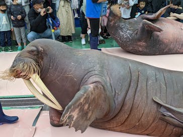 ゼロ距離水族館 伊勢シーパラダイスに投稿された画像（2022/5/1）