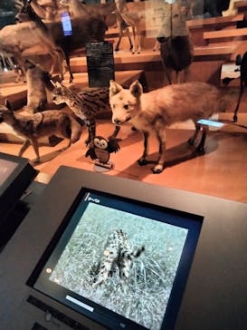 国立科学博物館に投稿された画像（2022/6/5）