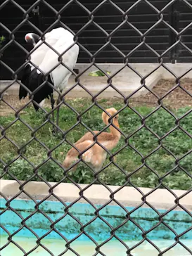 天王寺動物園に投稿された画像（2022/6/5）