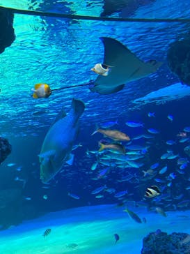 サンシャイン水族館に投稿された画像（2022/6/5）