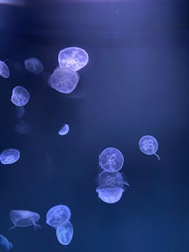 サンシャイン水族館に投稿された画像（2022/6/5）