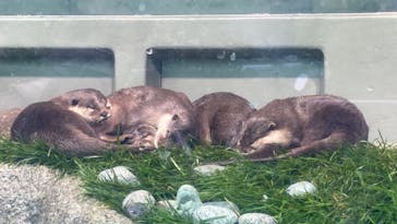 サンシャイン水族館に投稿された画像（2022/6/5）