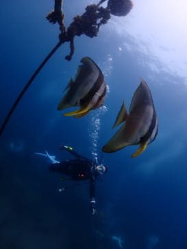 クリオネダイバーズに投稿された画像（2022/6/5）