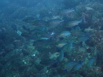 クリオネダイバーズに投稿された画像（2022/6/5）