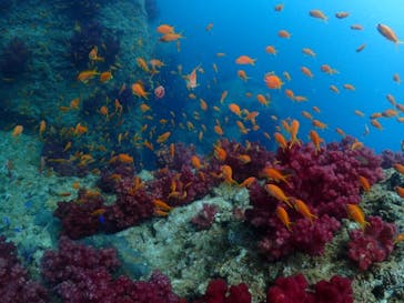 クリオネダイバーズに投稿された画像（2022/6/5）