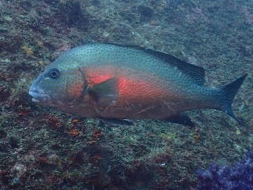 クリオネダイバーズに投稿された画像（2022/6/5）