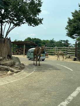 群馬サファリパークに投稿された画像（2022/6/5）