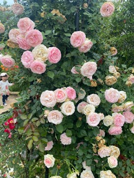 いばらきフラワーパークに投稿された画像（2022/6/5）