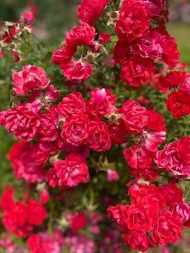 いばらきフラワーパークに投稿された画像（2022/6/5）