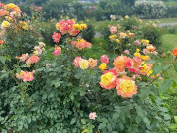 いばらきフラワーパークに投稿された画像（2022/6/5）