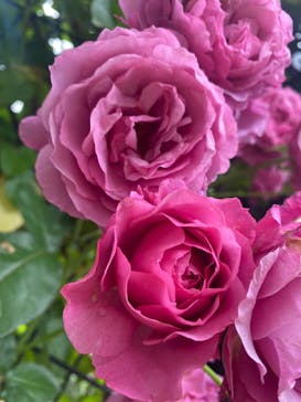 いばらきフラワーパークに投稿された画像（2022/6/5）