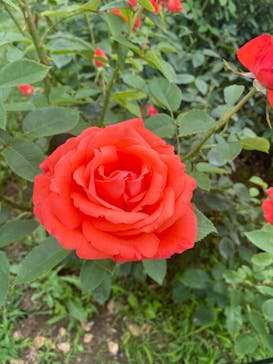 いばらきフラワーパークに投稿された画像（2022/6/5）