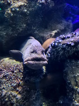 新江ノ島水族館に投稿された画像（2022/6/5）