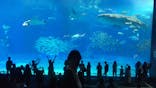 沖縄美ら海水族館に投稿された画像（2022/6/5）