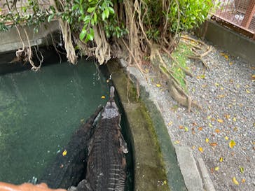 熱川バナナワニ園に投稿された画像（2022/6/5）
