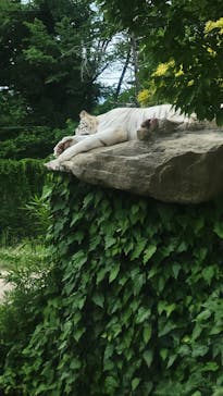 群馬サファリパークに投稿された画像（2022/6/5）