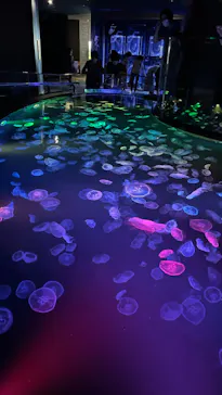 すみだ水族館に投稿された画像（2022/6/5）