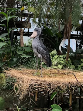 神戸どうぶつ王国に投稿された画像（2022/6/5）