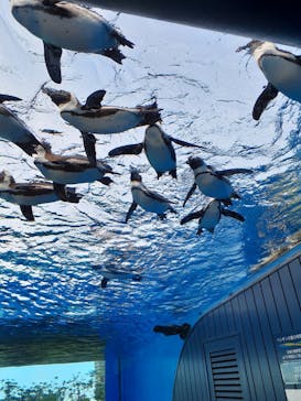 サンシャイン水族館に投稿された画像（2022/6/5）