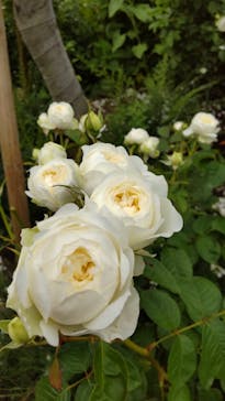 いばらきフラワーパークに投稿された画像（2022/6/5）