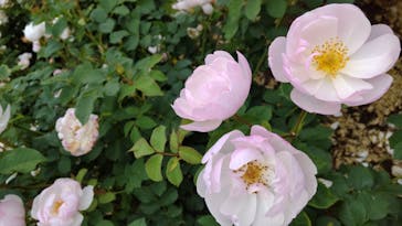 いばらきフラワーパークに投稿された画像（2022/6/5）