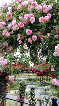 いばらきフラワーパークに投稿された画像（2022/6/5）