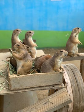 淡路ファームパーク イングランドの丘に投稿された画像（2022/6/5）