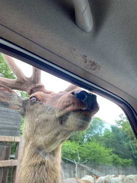 那須どうぶつ王国に投稿された画像（2022/6/5）