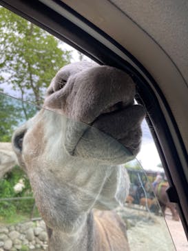 那須どうぶつ王国に投稿された画像（2022/6/5）