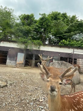 那須どうぶつ王国に投稿された画像（2022/6/5）