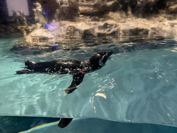 すみだ水族館に投稿された画像（2022/6/5）