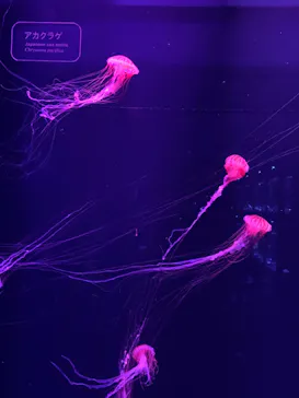 すみだ水族館に投稿された画像（2022/6/5）